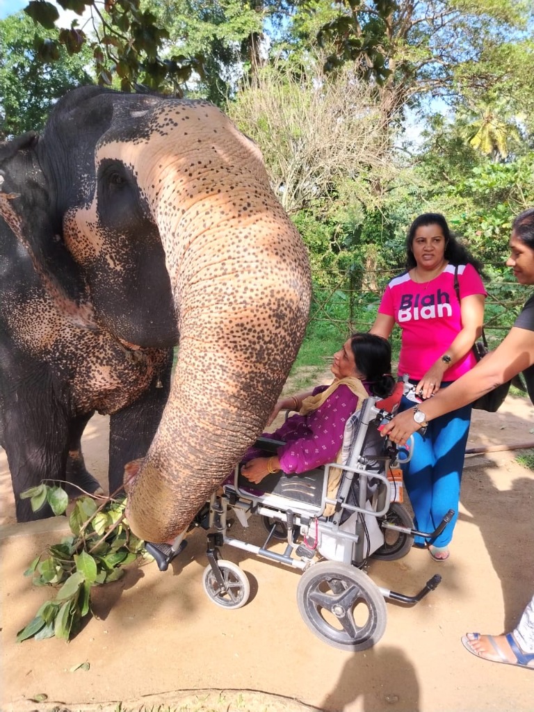 Close encounter with elephants