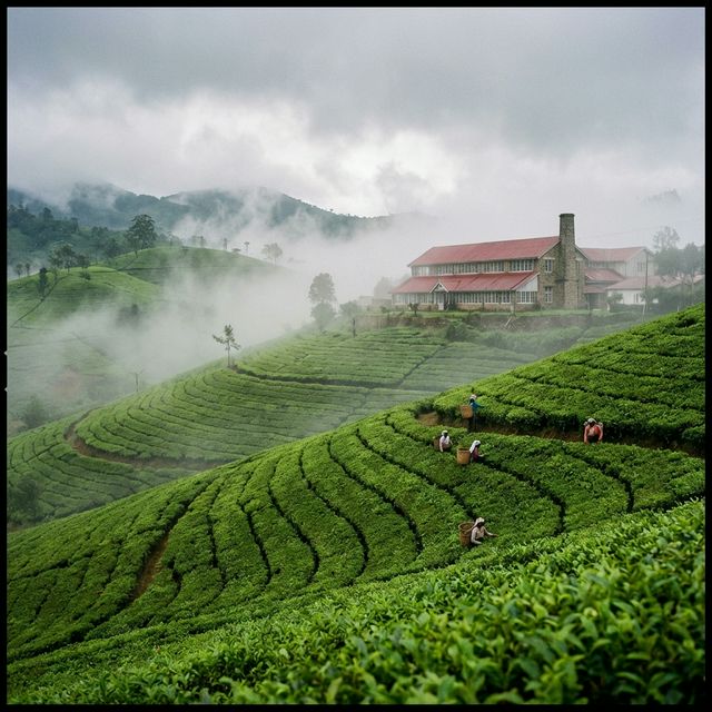 Tea Plantations Nuwara Eliya: The Heart of Ceylon Tea